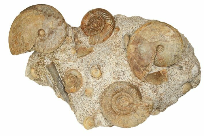 Jurassic Ammonite, Bivalve, Gastropod & Belemnite Association - France #191729